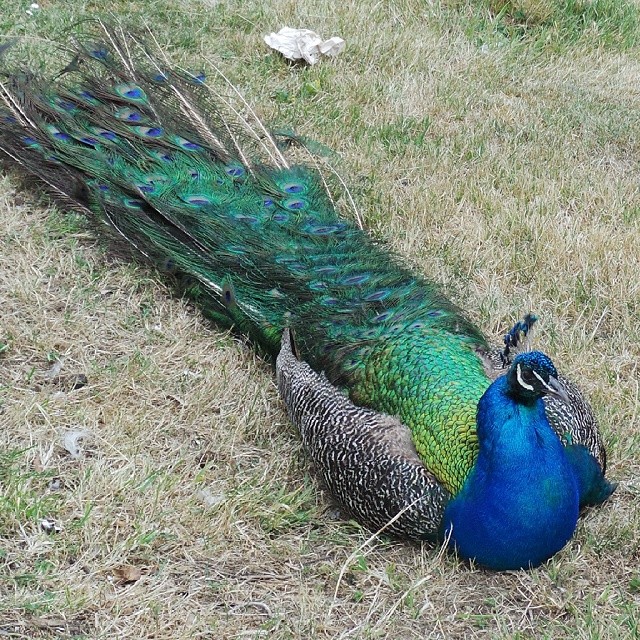 10369274_257206637804541_1551758512_n